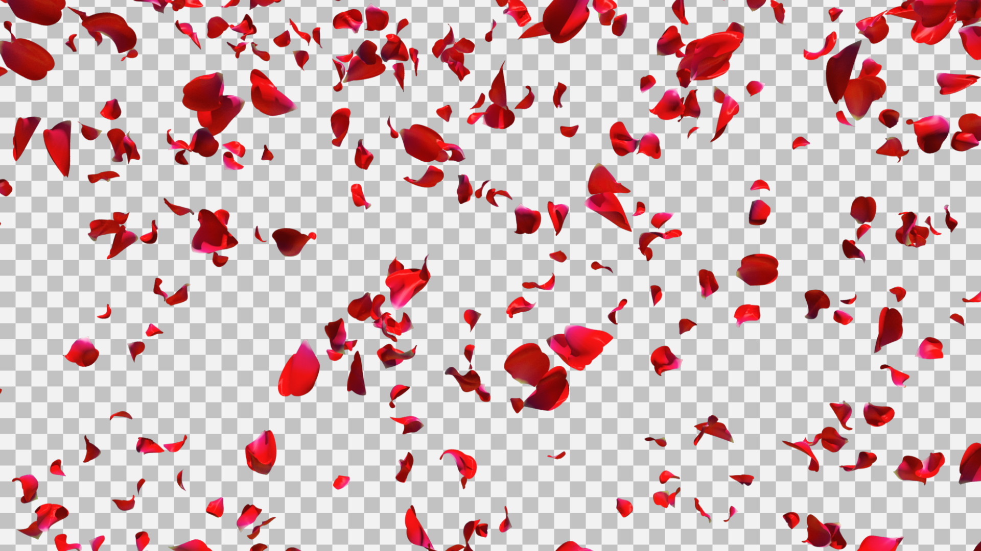 falling rose petals animation