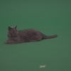 Big-Grey-British-Cat-Lying-On-The-Ground-Wagging-The-Tail-On-Green-Screen-Wall-Chroma-Key-Background_005