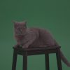 British-Gey-Cat-Sitting-On-Stool-Wagging-The-Tail-On_Green-Screen-Chroma-Key-Wall-Background_006