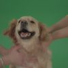 Funny-Golden-Retriever-owners-stroke-from-two-hands-hunter-Dog-isolated-on-green-screen-4K-video-footage_003