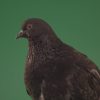 Gray-bird-of-mountain-origin-pigeon-strokes-its-lush-feathers-isolated-in-green-screen-studio_003-1000×563