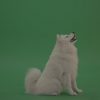 White-Samoyed-Dog-Green-Screen-Stock-11_004-1000×563