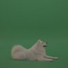 White-Samoyed-Dog-Green-Screen-Stock-5_007-1000×563